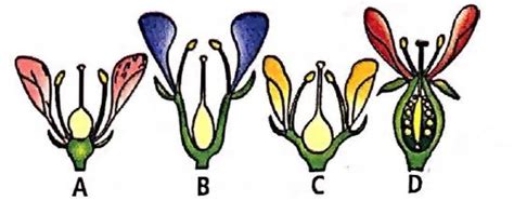 Based on the position of floral parts on thalamus, the flowers, are ...