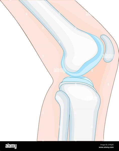 knee anatomy. side view. Cross section of the joint showing the main ...