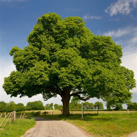 Image result for Dunstan Chestnut Tree Problems