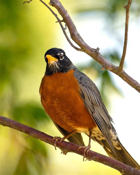 21 Black and Orange Birds (With Pictures)