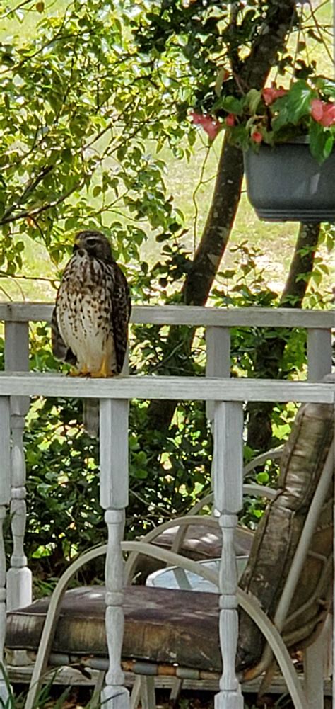 A better picture of my visiting Hawk. Central Florida. What kind is it ...