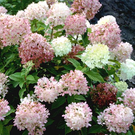 'Limelight' Panicle Hydrangea