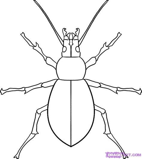 Image result for Insect Drawing