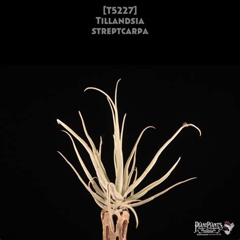 【送料無料】streptcarpa〔エアプランツ〕現品発送T5227 | plane plants