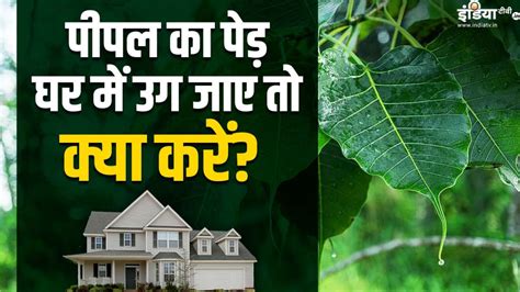 astro tips for peepal ka ped tips to remove pipal tree from your house ...