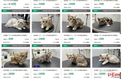 男子欠钱不还，12只宠物猫被拍卖！_澎湃号·媒体_澎湃新闻-The Paper