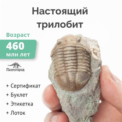 Трилобит Asaphus sp. (XF). Настоящая окаменелость возрастом 460 млн лет ...