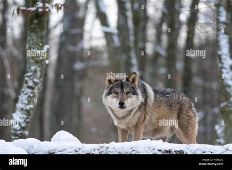 Image result for Yellowstone Grey Wolves