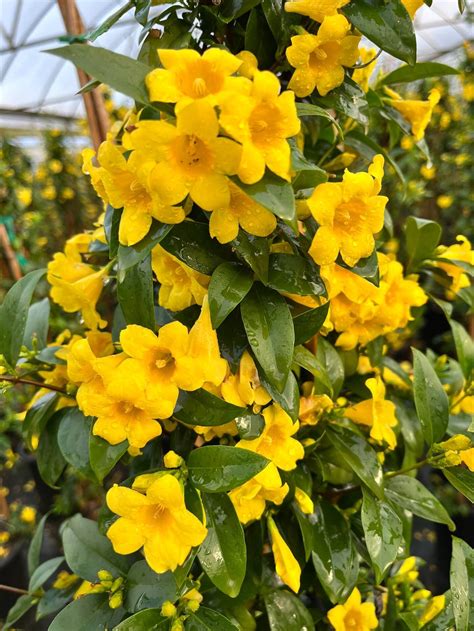 Gelsemium sempervirens | Creekside Nursery