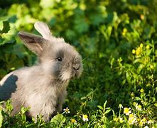 Image result for Super Cute Bunny Babies