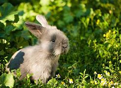 Image result for Cute Bunny Baby Plushies
