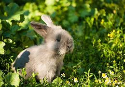 Image result for Cute Bunny Teeth