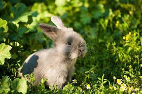 Image result for Cute Bunny Happy Bday