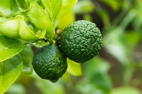 How To Grow A Lime Tree From Seed In Posts - The Gardening Dad