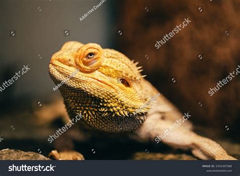 Blue Eyed Bearded Dragon