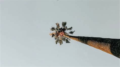 Wallpaper palm trees, sky, nature, minimalism hd, picture, image