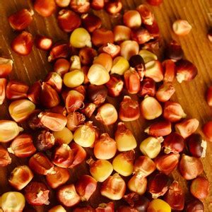 VibeX ® LXI-670 New York Red Robin Corn Seed Price in India - Buy VibeX ...