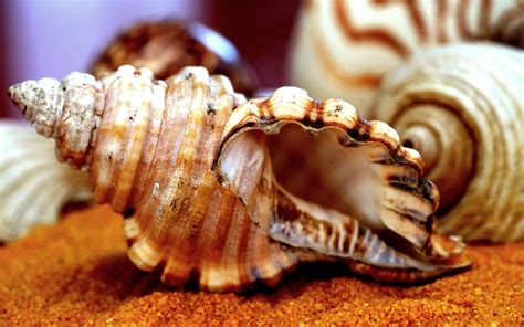 Image result for Ocean Sea Shells