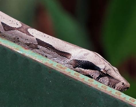 Image result for Python and Anaconda Snake Difference