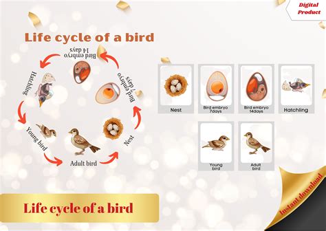 BIRD LIFE CYCLE Poster & Activity Game - Busy Book Activity Montessori ...