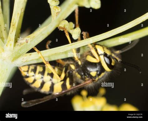 Western Yellowjacket (Vespula pensylvanica) Insecta Stock Photo - Alamy