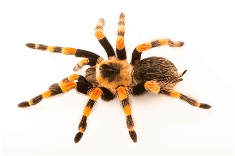 Smith’s Redknee Tarantula (Brachypelma smithi) - Joel Sartore