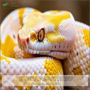 Image result for Python Snake Colors