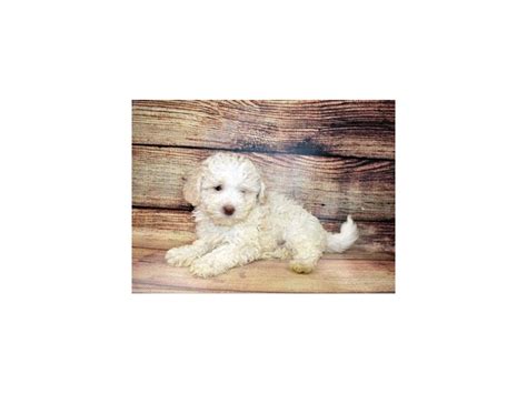 Image result for F1B Cockapoo