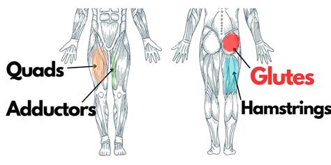 Image result for Hip Thrust Muscles