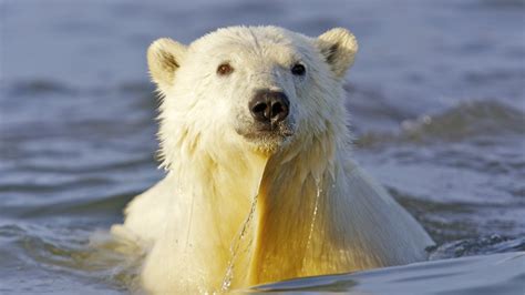 animals, Alaska, Polar, Bears Wallpapers HD / Desktop and Mobile ...