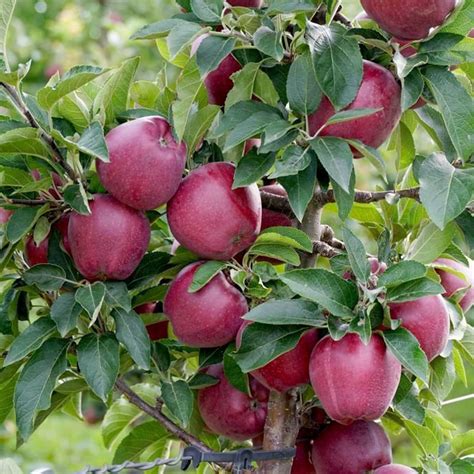 NOG VALLY FARM - Live Fruit Plant for Hot Climate Supporting All India ...