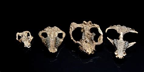 Fossil Discovery Points to 'Origin of Modern World' After Dinosaur ...