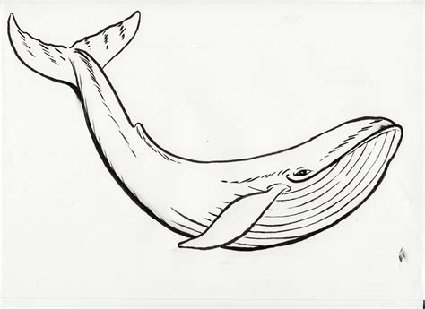 Blue Whale Coloring Page at GetColorings.com | Free printable colorings pages to print and color