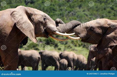 Two Elephant Bulls Battle in South Africa Stock Image - Image of ...