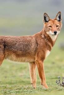 Image result for The Python Queens All Episodes