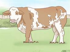 caso simmenthal c 243 mo identificar ganado simmental 10 pasos con fotos caso simmenthal c 243 mo identificar ganado simmental 10 pasos con fotos