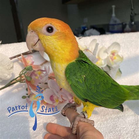 Baby White Bellied Caique Available at Parrot Stars