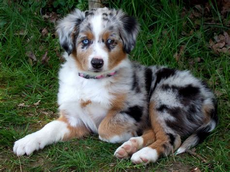Download Aesthetic Australian Shepherd Puppies Picture | Wallpapers.com