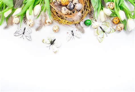 Wiosna Wielkanoc wakacje białe tło z tulipanów przepiórczych jaj motyli ...