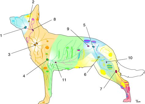 Where Are Lymph Nodes In Dogs Located