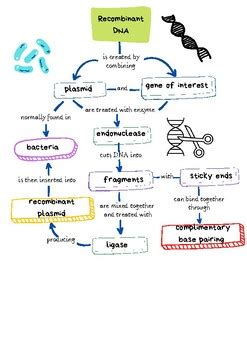 Image result for Genetic Engineering Concept Map