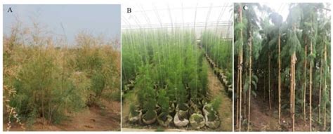 Recent Progress on the Salt Tolerance Mechanisms and Application of ...