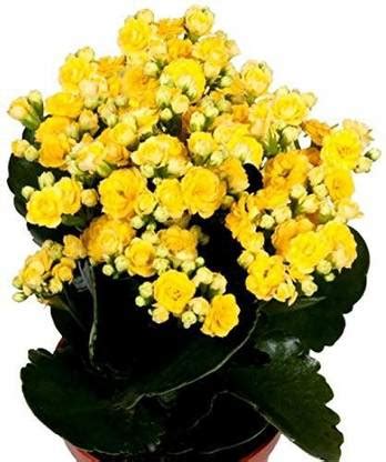 Mohomaya Kalanchoe Plant Price in India - Buy Mohomaya Kalanchoe Plant ...