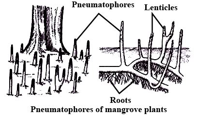 Pneumatophore - Environment Notes