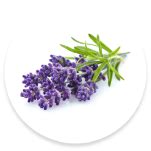 Organic Lavender Extract