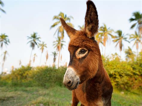 20 Funny & Unique Names Perfect for Pet Donkeys