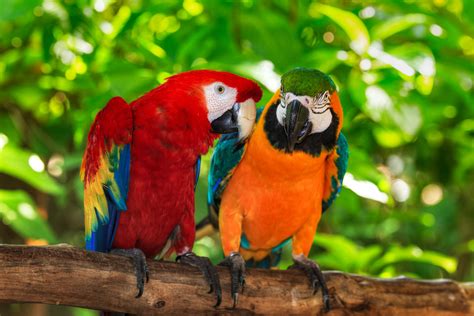 Costa Rica Wildlife Documentary at Minh Boser blog