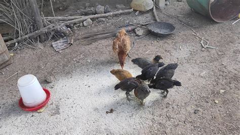 गावरान कोंबड्यांना विकतच्या खाद्याची गरज नाही...... - YouTube