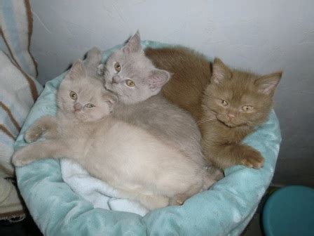 süße BKH Kitten Kater Katzen Mädchen in Köln | Tiere | Kleinanzeigen