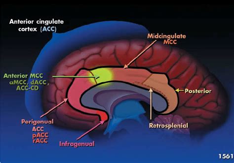 Image result for Cingulate cortex Anatomy